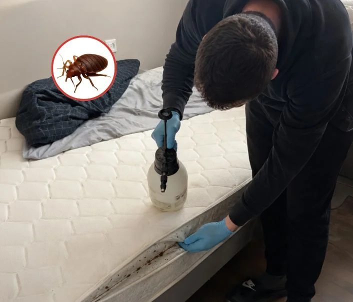 Technicien traitant un matelas contre les punaises de lit à Champagne-sur-Seine
